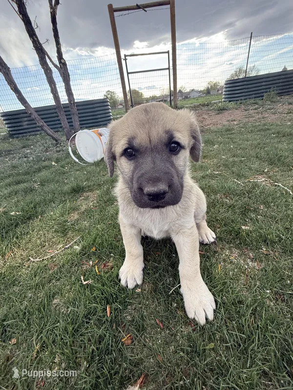 Lucy  – Anatolian Shepherd Dog, Kangal Dog puppy for sale in Montrose, CO
