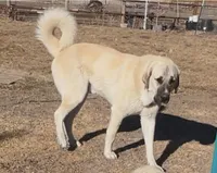Lucy , a female Anatolian Shepherd Dog and Kangal Dog for sale in Montrose, CO – Photo 4 of 7
