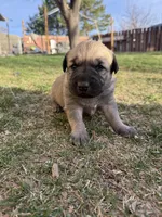 Lucy , a female Anatolian Shepherd Dog and Kangal Dog for sale in Montrose, CO – Photo 7 of 7
