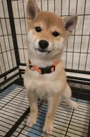 Kimi, a female Shiba Inu for sale in Austin, TX – Photo 3 of 3