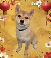 Kimi, a female Shiba Inu for sale in Austin, TX – Photo 1 of 3