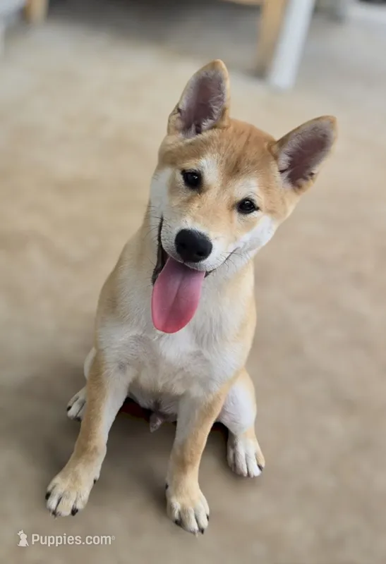 Winko – Shiba Inu puppy for sale in Austin, TX