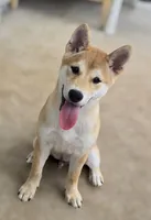 Winko, a male Shiba Inu for sale in Austin, TX – 2 of 3