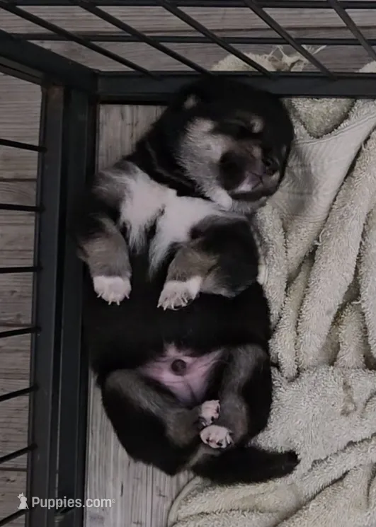 Takashi – Shiba Inu puppy for sale in Austin, TX