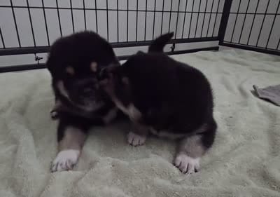 Toffee, a male Shiba Inu for sale in Austin, TX – 6 of 6