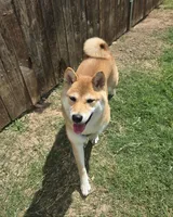 Cari, a female Shiba Inu for sale in Austin, TX – Photo 2 of 4