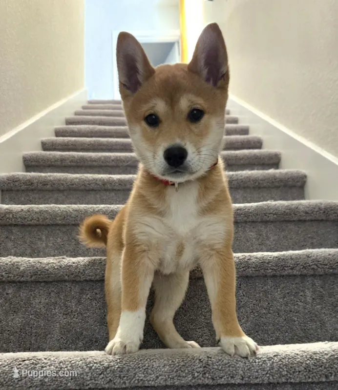 Hiro, a male Shiba Inu for sale in Austin, TX – Photo 1 of 1
