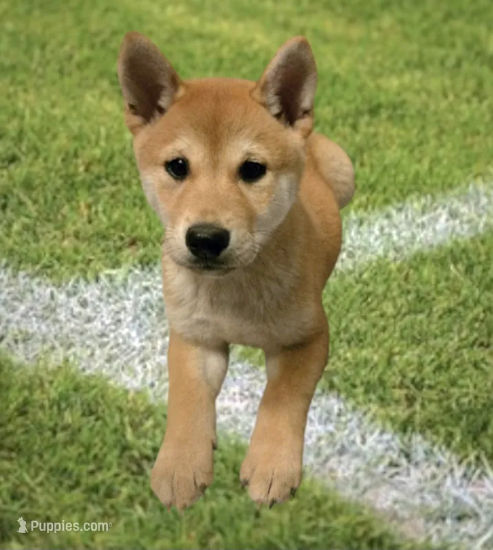 Winko – Shiba Inu puppy for sale in Austin, TX