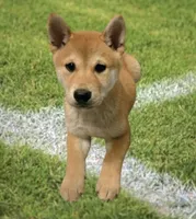 Winko, a male Shiba Inu for sale in Austin, TX – 1 of 3