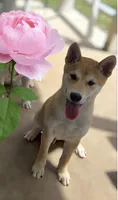 Winko, a male Shiba Inu for sale in Austin, TX – 3 of 3