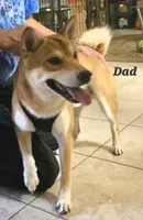 Toffee, a male Shiba Inu for sale in Austin, TX – 5 of 6