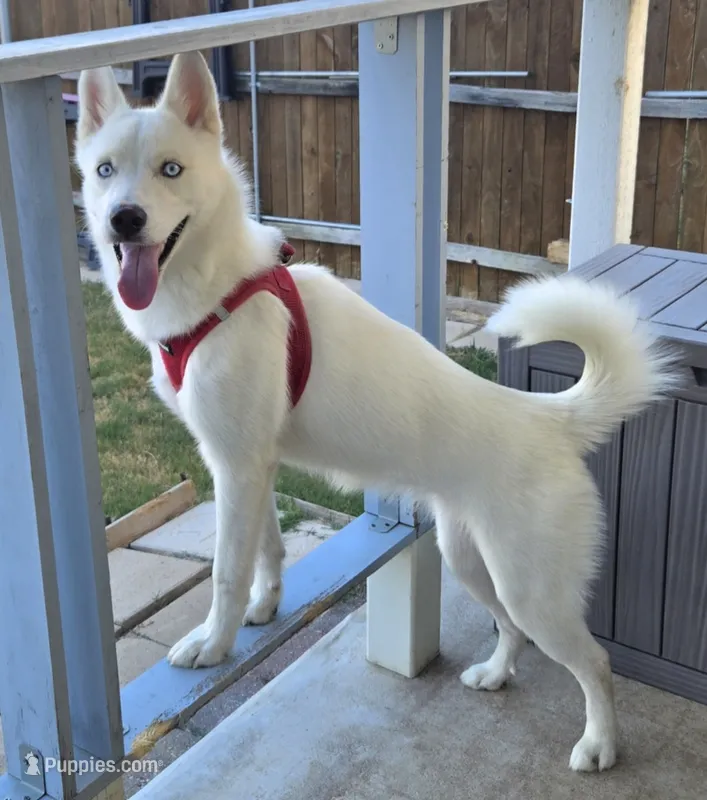 Shyra – Siberian Husky puppy for sale in Austin, TX
