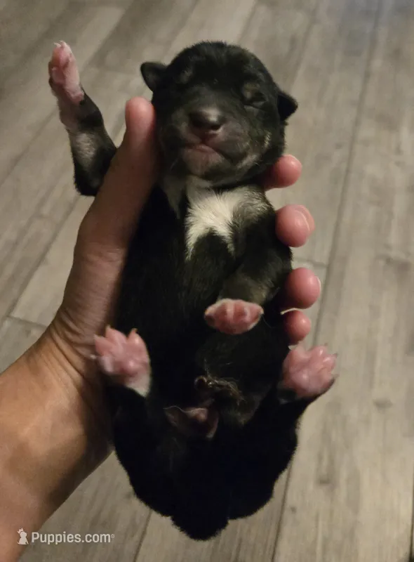 Kuro – Shiba Inu puppy for sale in Austin, TX