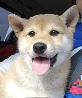 Cari, a female Shiba Inu for sale in Austin, TX – Photo 3 of 6