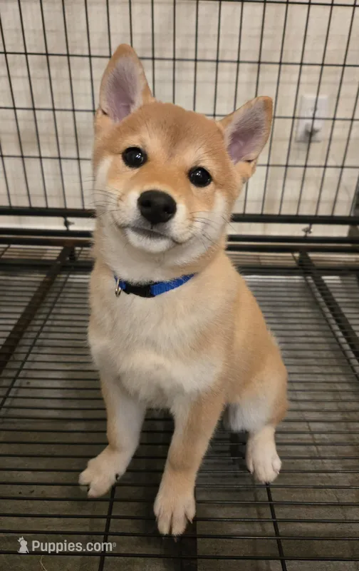 Cari, a female Shiba Inu for sale in Austin, TX – Photo 1 of 6