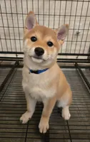Cari, a female Shiba Inu for sale in Austin, TX – Photo 1 of 6