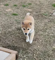 Cari, a female Shiba Inu for sale in Austin, TX – Photo 4 of 6