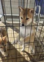 Cari, a female Shiba Inu for sale in Austin, TX – Photo 2 of 6