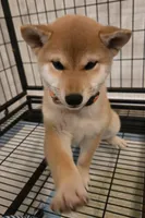 Cari, a female Shiba Inu for sale in Austin, TX – Photo 5 of 6