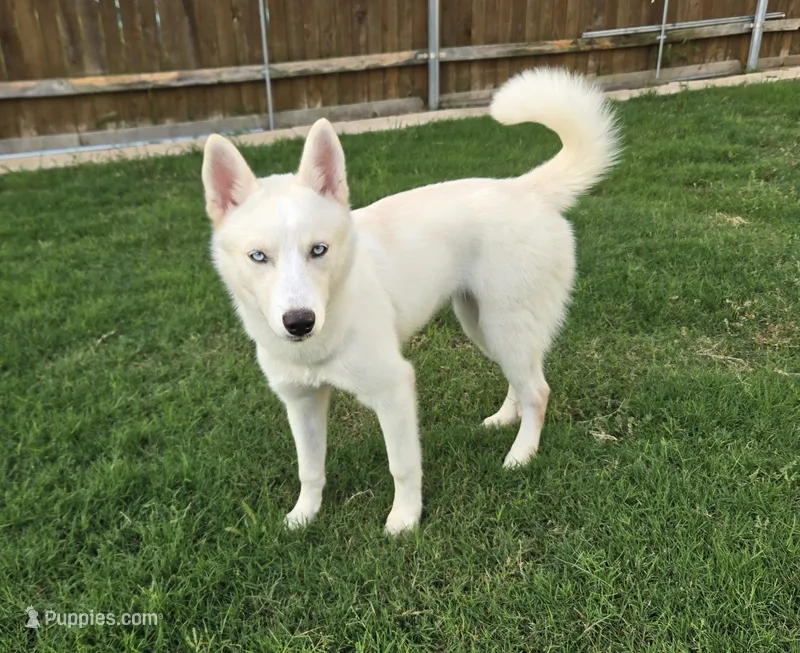 Pearly – Siberian Husky puppy for sale in Austin, TX