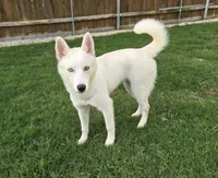 Pearly, a female Siberian Husky for sale in Austin, TX – 1 of 2