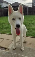 Pearly, a female Siberian Husky for sale in Austin, TX – 2 of 2