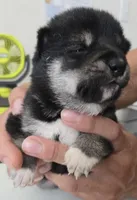 Takashi, a male Shiba Inu for sale in Austin, TX – 2 of 2