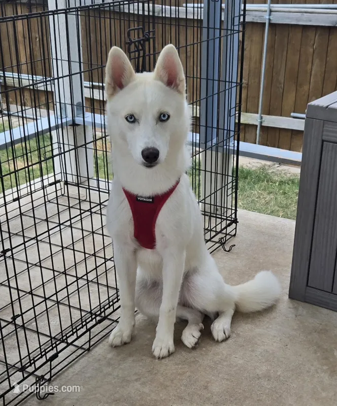Shyra – Siberian Husky puppy for sale in Austin, TX