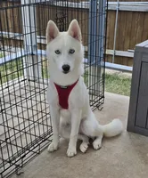 Shyra, a female Siberian Husky for sale in Austin, TX – 1 of 4