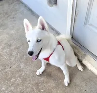 Shyra, a female Siberian Husky for sale in Austin, TX – 1 of 3