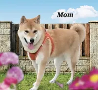 Toffee, a male Shiba Inu for sale in Austin, TX – 4 of 6
