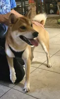 Kuro, a male Shiba Inu for sale in Austin, TX – 5 of 5