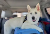 Sovi, a female Siberian Husky for sale in Austin, TX – Photo 1 of 3