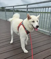 Sovi, a female Siberian Husky for sale in Austin, TX – Photo 3 of 3