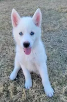 Sovi, a female Siberian Husky for sale in Austin, TX – Photo 2 of 3