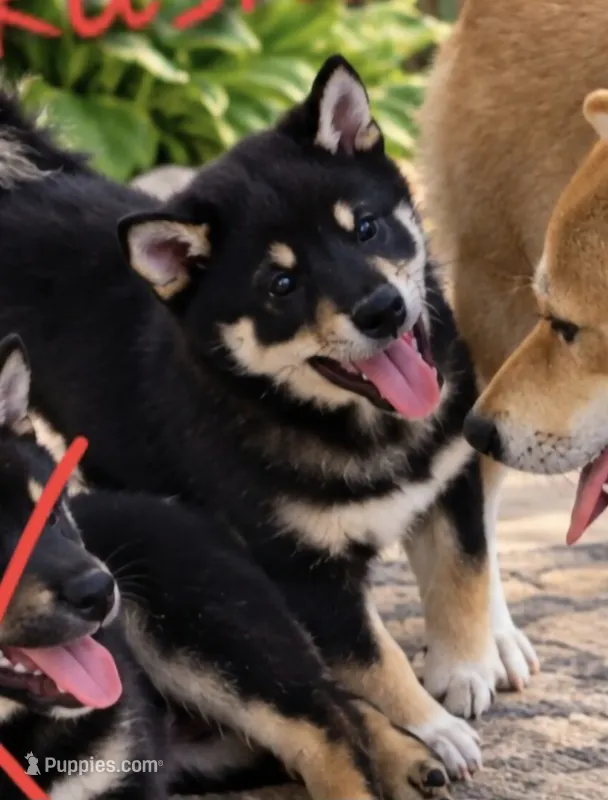 Takashi – Shiba Inu puppy for sale in Austin, TX