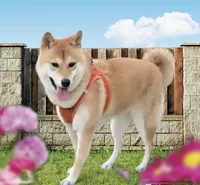 Kuro, a male Shiba Inu for sale in Austin, TX – 4 of 5