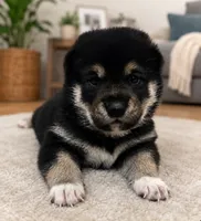 Toffee, a male Shiba Inu for sale in Austin, TX – 1 of 6
