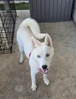Shyra, a female Siberian Husky for sale in Austin, TX – 4 of 4