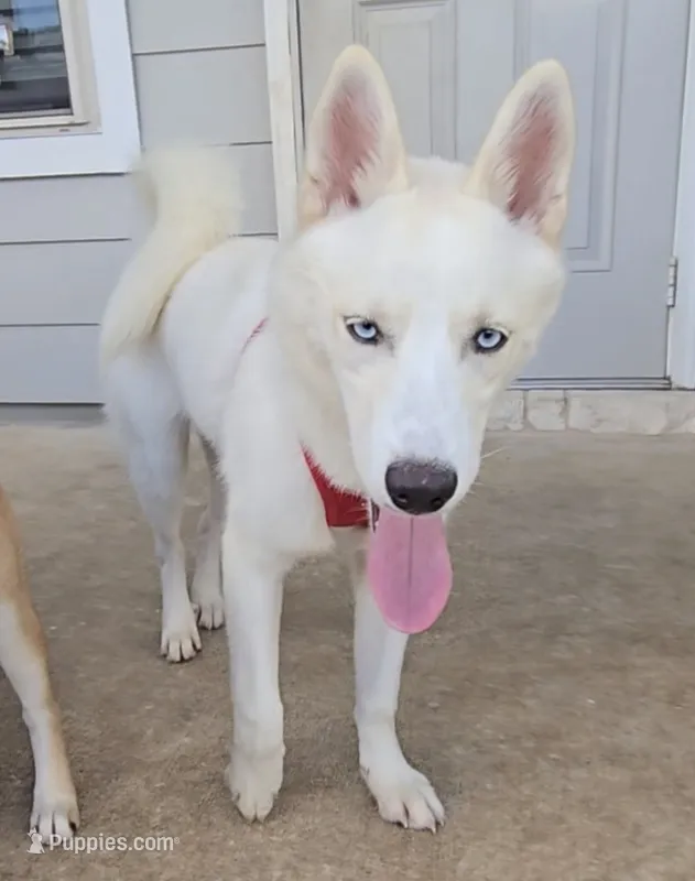 Shyra – Siberian Husky puppy for sale in Austin, TX