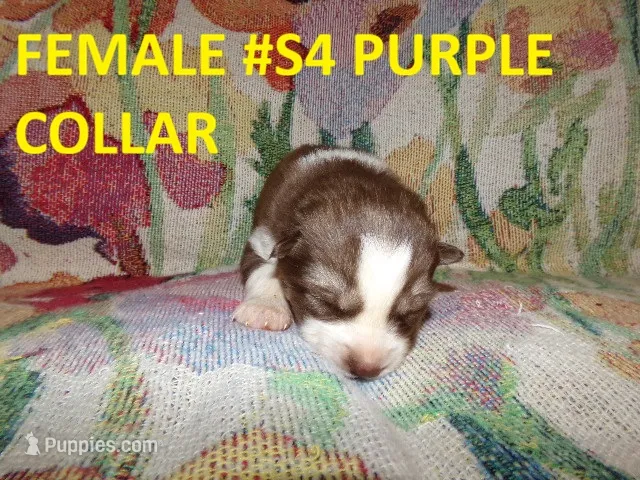S4 – Siberian Husky puppy for sale in Roaring River, NC