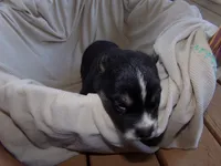 L2, a female Siberian Husky for sale in Roaring River, NC – 2 of 3