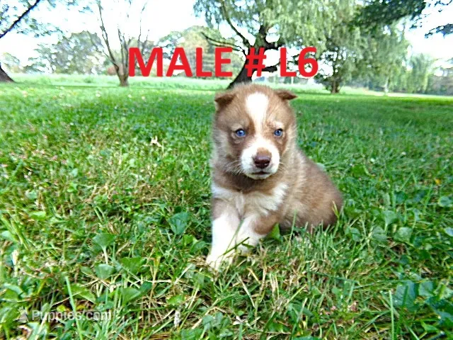 L6 – Siberian Husky puppy for sale in Roaring River, NC