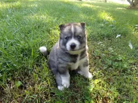 BA1, a female Siberian Husky for sale in Roaring River, NC – 2 of 4