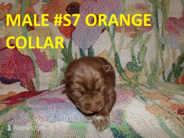 S7 – Siberian Husky puppy for sale in Roaring River, NC