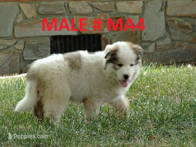 MA4 – Siberian Husky puppy for sale in Roaring River, NC
