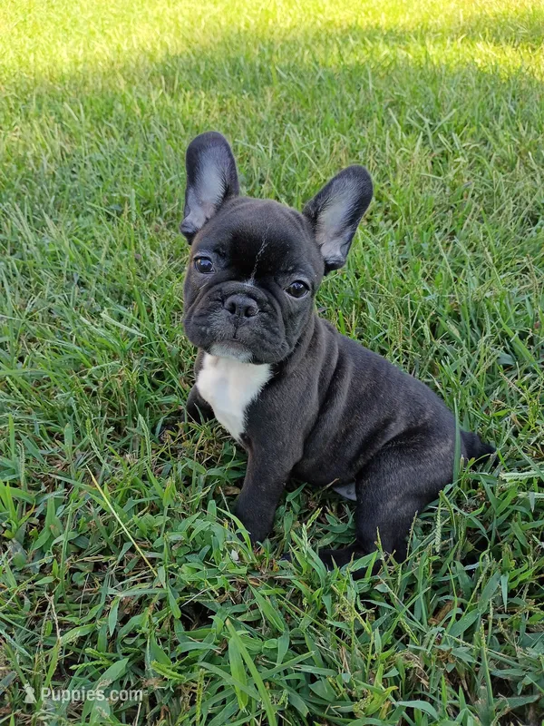 Storm – Frenchton puppy for sale in Roaring River, NC