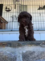 red man, a male Poodle - Toy  for sale in Roaring River, NC – Photo 2 of 4