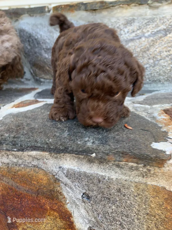 red man – Poodle - Toy  puppy for sale in Roaring River, NC