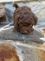 red man, a male Poodle - Toy  for sale in Roaring River, NC – Photo 1 of 4